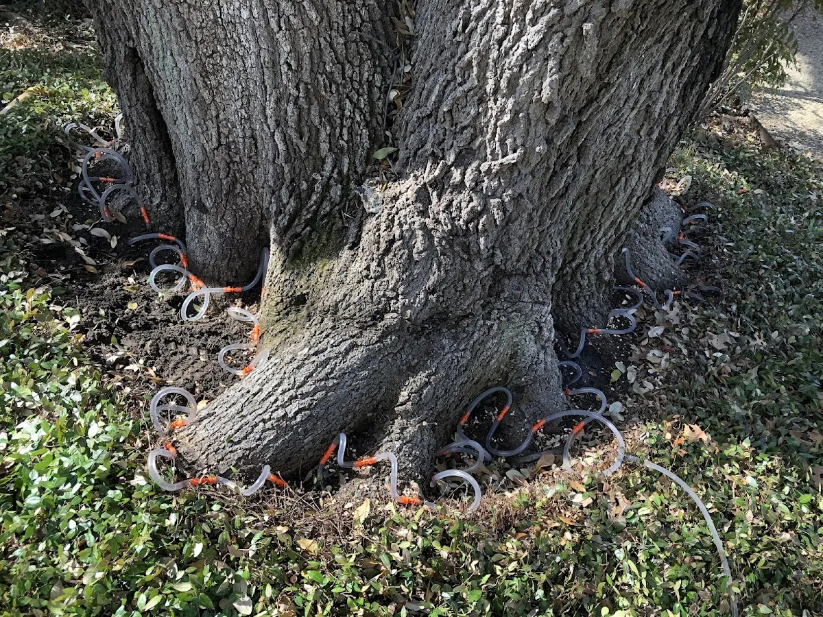 Detailed Tree Cabling and Bracing job site in Mazama